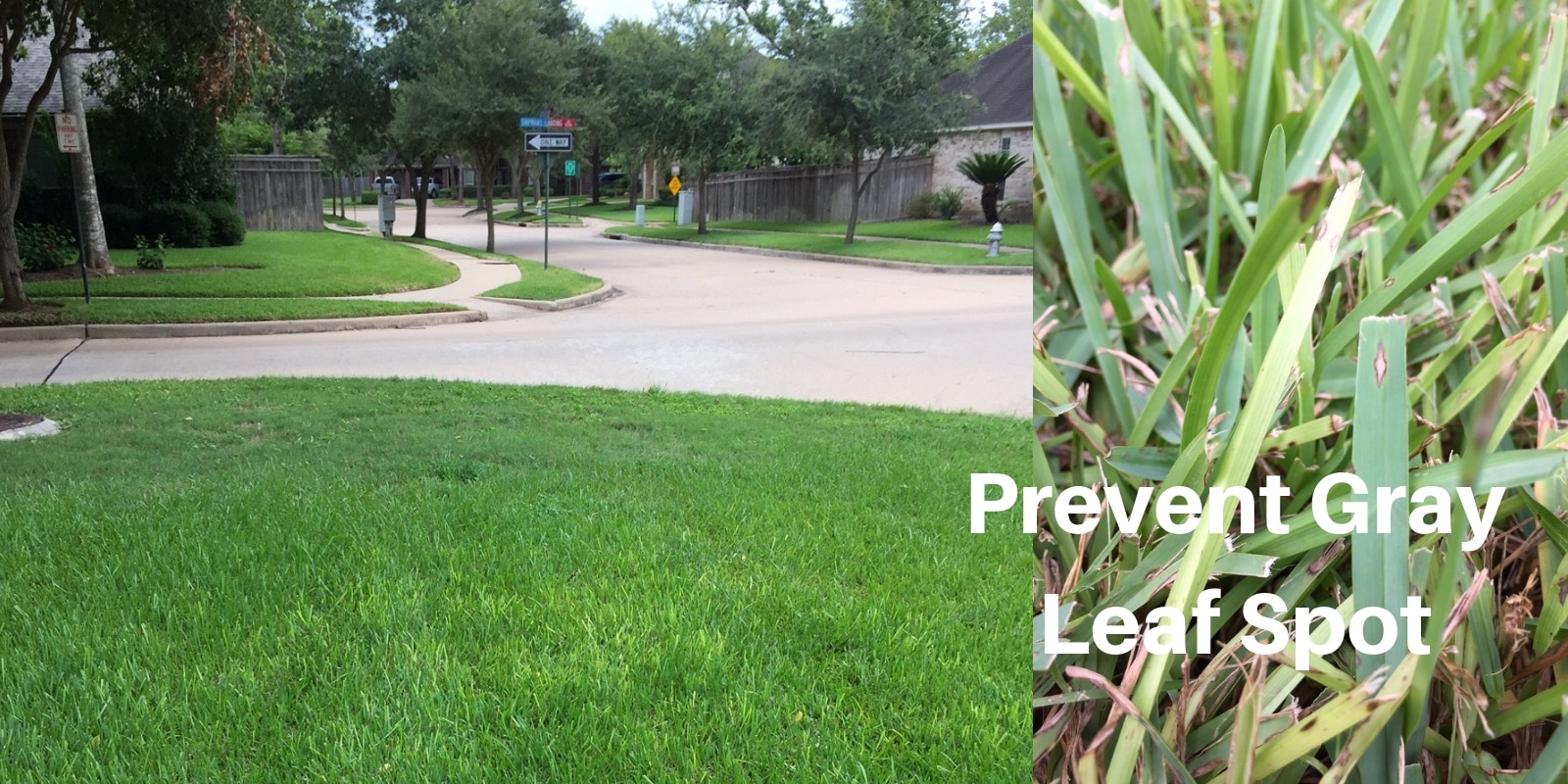 Prevent Gray Leaf Spot in Established Lawns