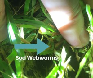 Sod Webworms Causing Damage