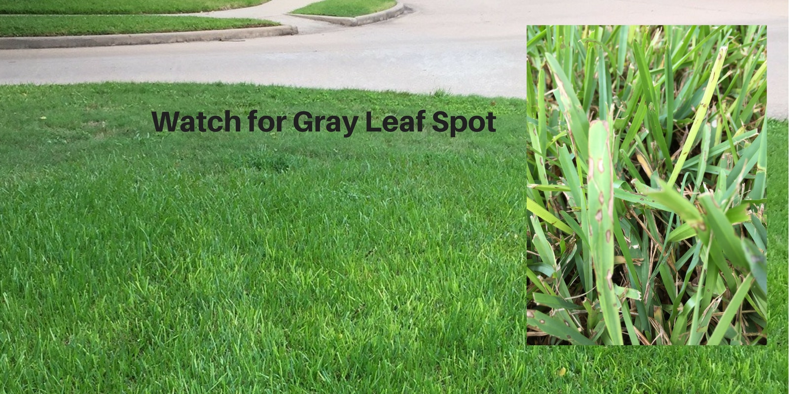 Watch for Gray Leaf Spot in your Houston area lawn
