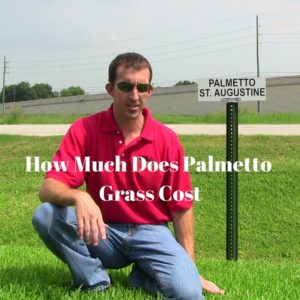 How Much Does Palmetto Grass Cost