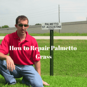 How to Repair Palmetto Grass in the Houston Area