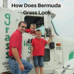 How Does Bermuda Grass Look
