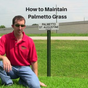 How to Maintain Palmetto Grass