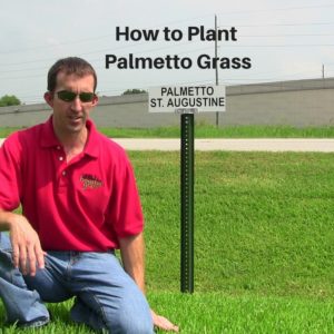 How to Plant Palmetto Grass