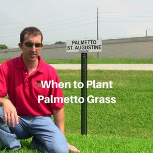 When to Plant Palmetto Grass