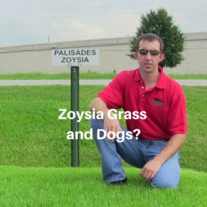 Zoysia Grass and Dogs