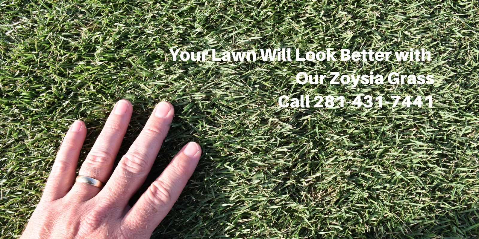 Your Lawn Will Look Better with Our Zoysia Grass