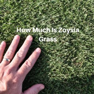 How Much Is Zoysia Grass