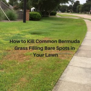 How to Kill Common Bermuda Grass Filling Bare Spots in Your Lawn