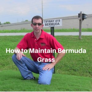 How to Maintain Bermuda Grass