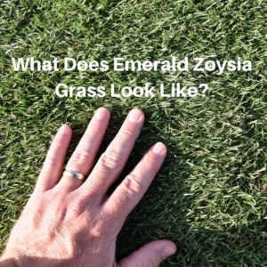What Does Emerald Zoysia Grass Look Like_