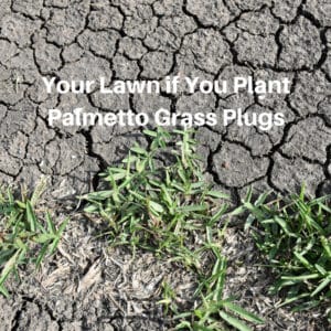Your Lawn if You Plant Palmetto Grass Plugs