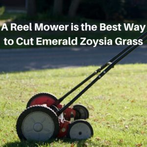 A Reel Mower is the Best Way to Cut Emerald Zoysia Grass