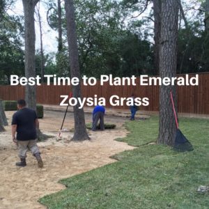 Best Time to Plant Emerald Zoysia Grass