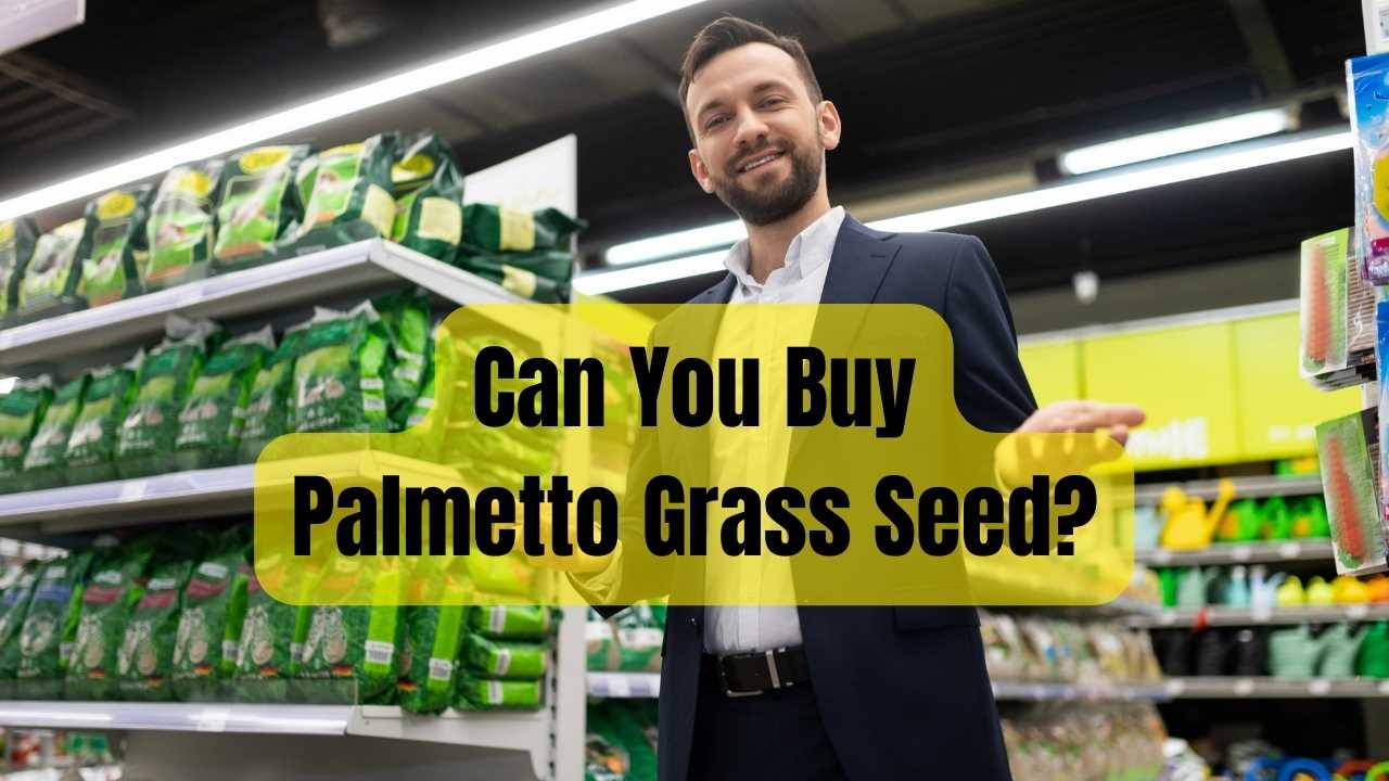 Can You Buy Palmetto Grass Seed