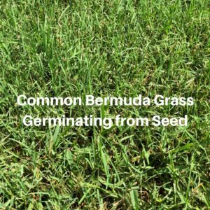 Common Bermuda Grass Germinating from Seed