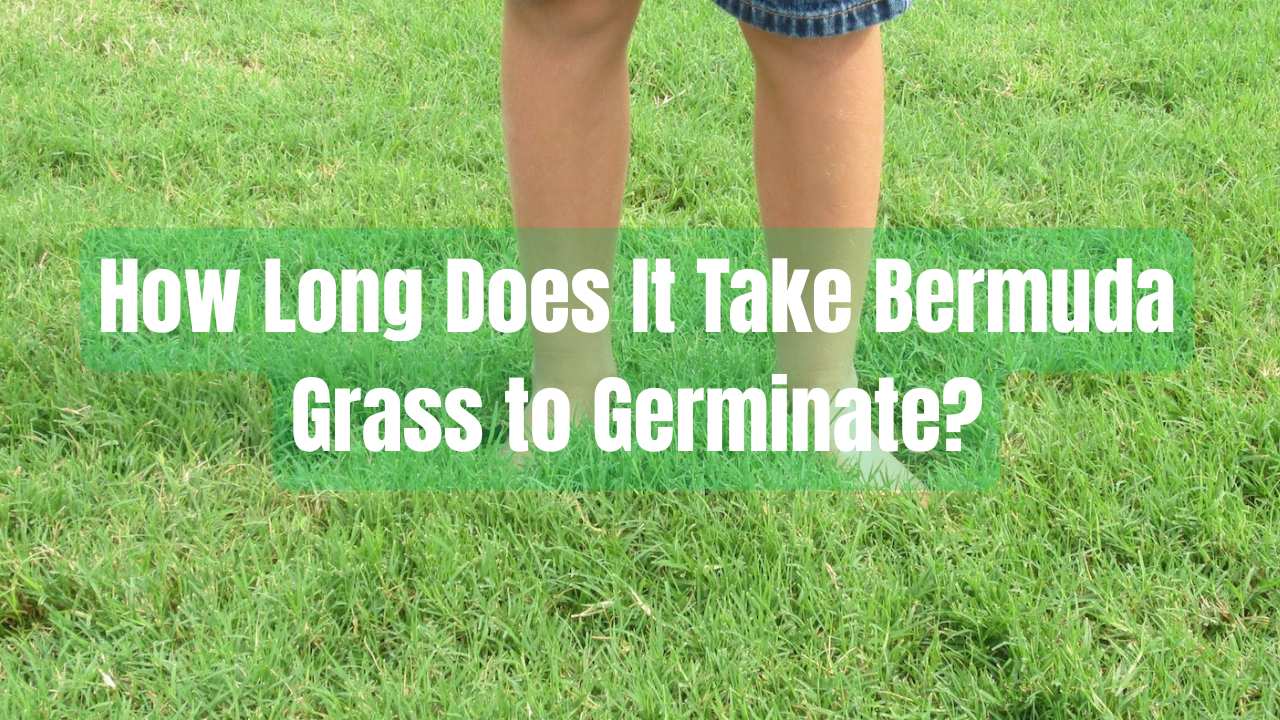 How Long Does It Take Bermuda Grass to Germinate
