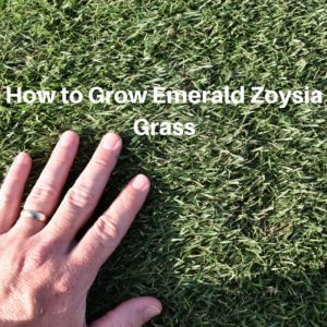 How to Grow Emerald Zoysia Grass