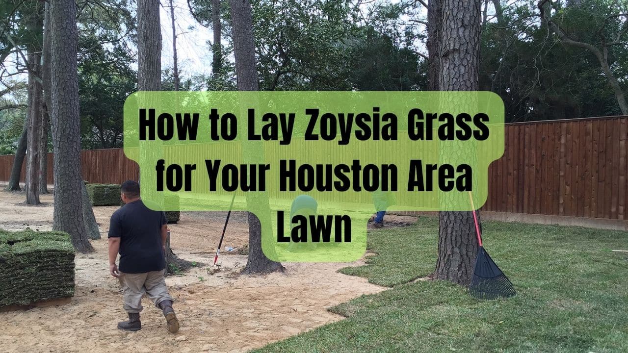 How to Lay Zoysia Grass for Your Houston Area Lawn