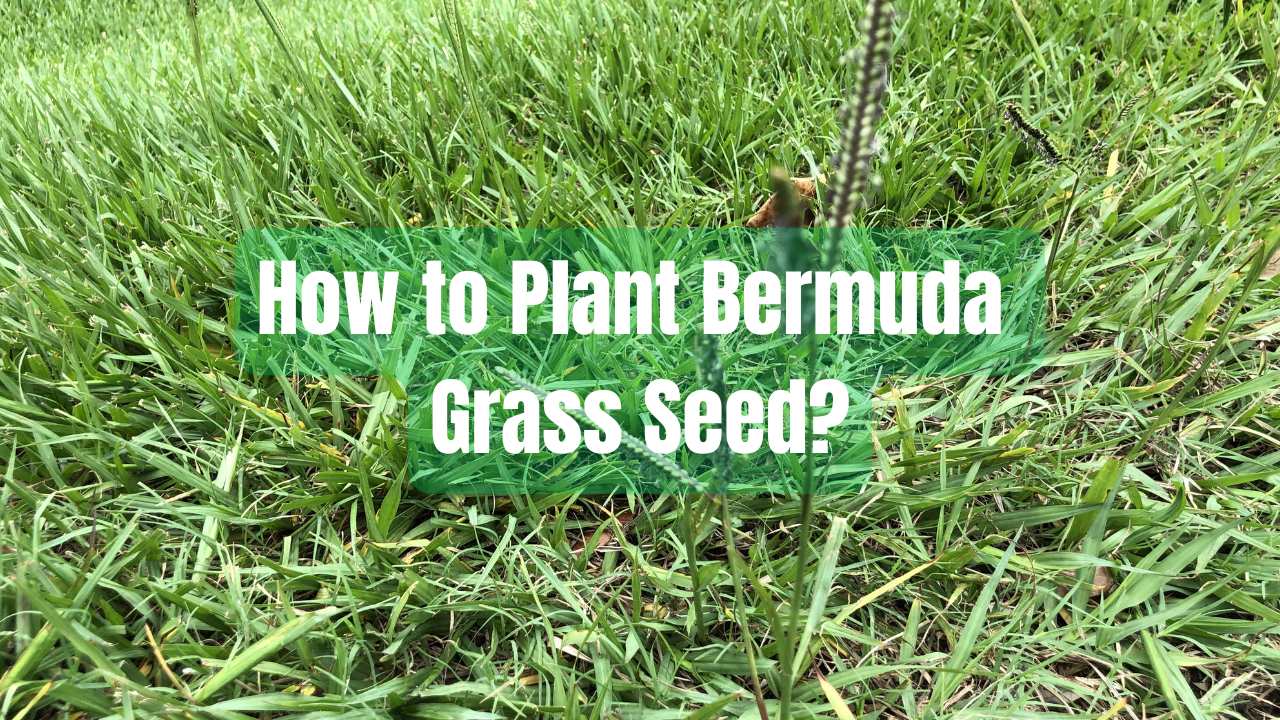How to Plant Bermuda Grass Seed