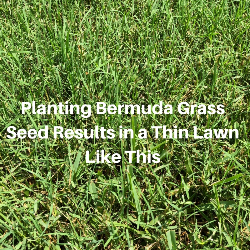 Planting Bermuda Grass Seed Results in a Thin Lawn Like This