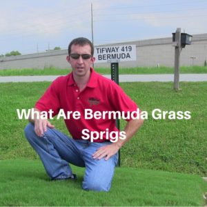 What Are Bermuda Grass Sprigs