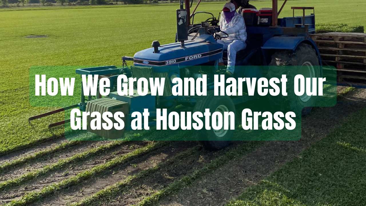 How We Grow and Harvest Our Grass at Houston Grass