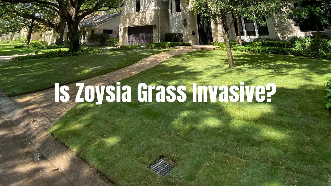 Is Zoysia Grass Invasive