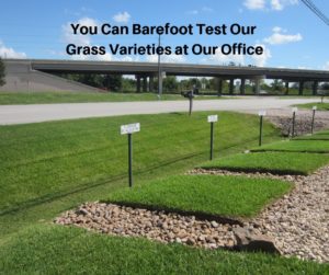 You Can Barefoot Test Our Grass Varieties at Our Office