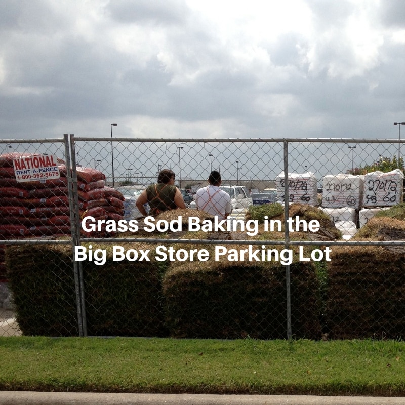 Grass Sod Baking in the Big Box Store Parking Lot