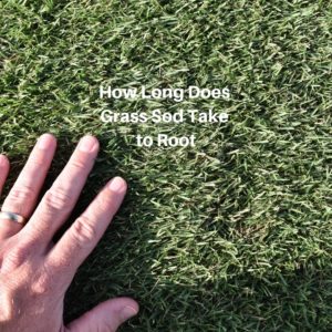 How Long Does Grass Sod Take to Root