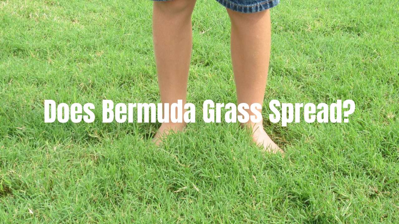Does Bermuda Grass Spread