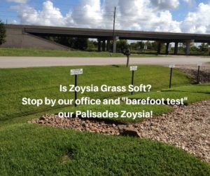 Is Zoysia Grass Soft_ Stop by our office and _barefoot test_ our Palisades Zoysia!