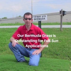 Our Bermuda Grass is Outstanding for Full Sun Applications