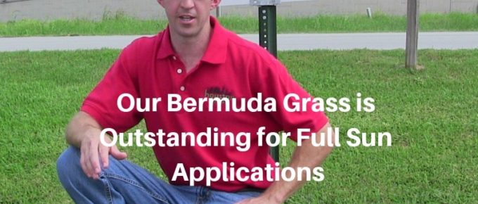 Our Bermuda Grass is Outstanding for Full Sun Applications