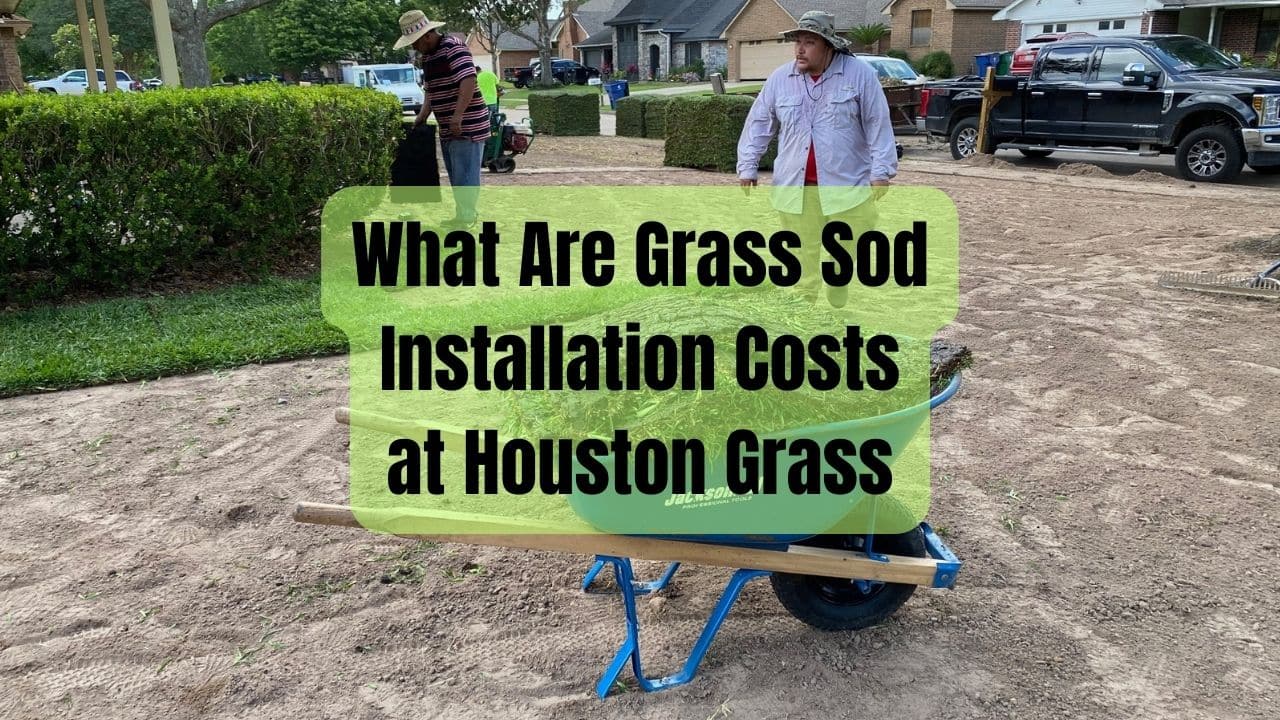 What Are Grass Sod Installation Costs at Houston Grass