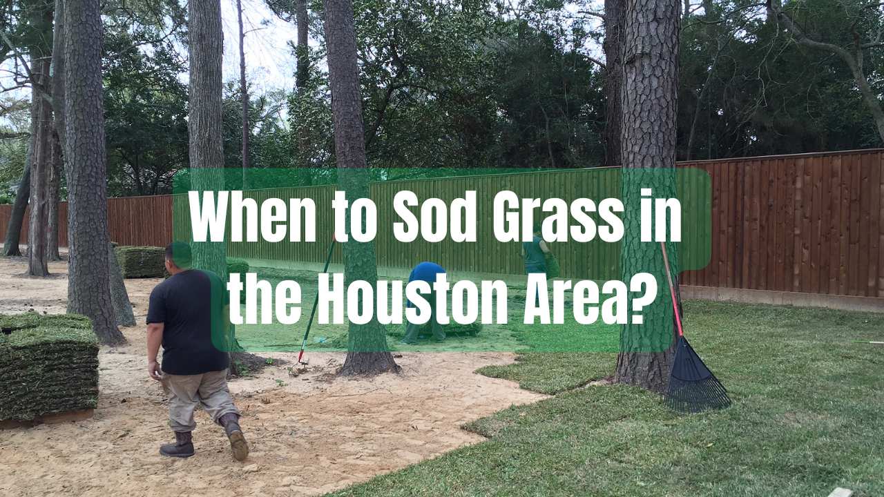 When to Sod Grass in the Houston Area?