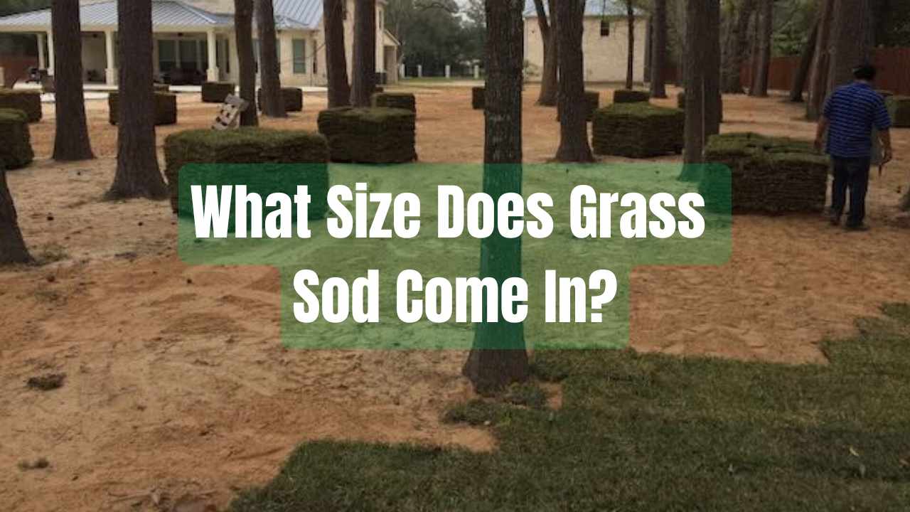 What Size Does Grass Sod Come In