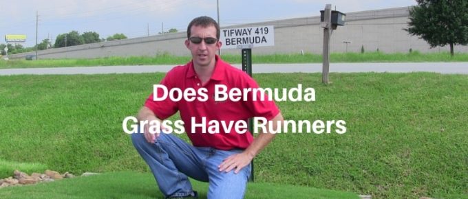 Does Bermuda Grass Have Runners