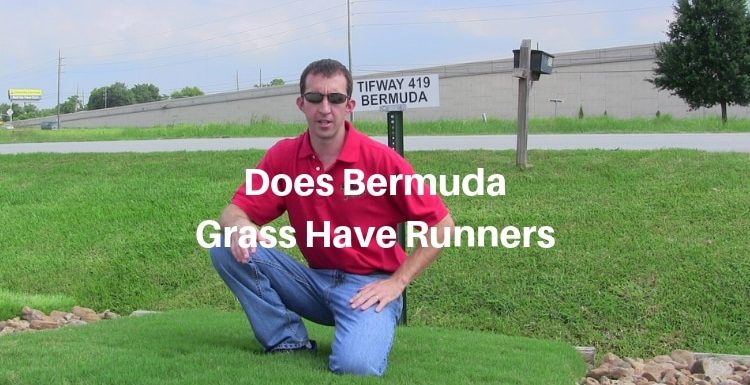 Does Bermuda Grass Have Runners
