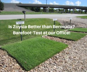 Is Zoysia Better than Bermuda_ Barefoot-Test at our Office!