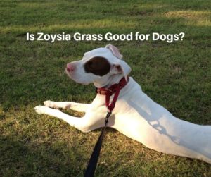 Is Zoysia Grass Good for Dogs_