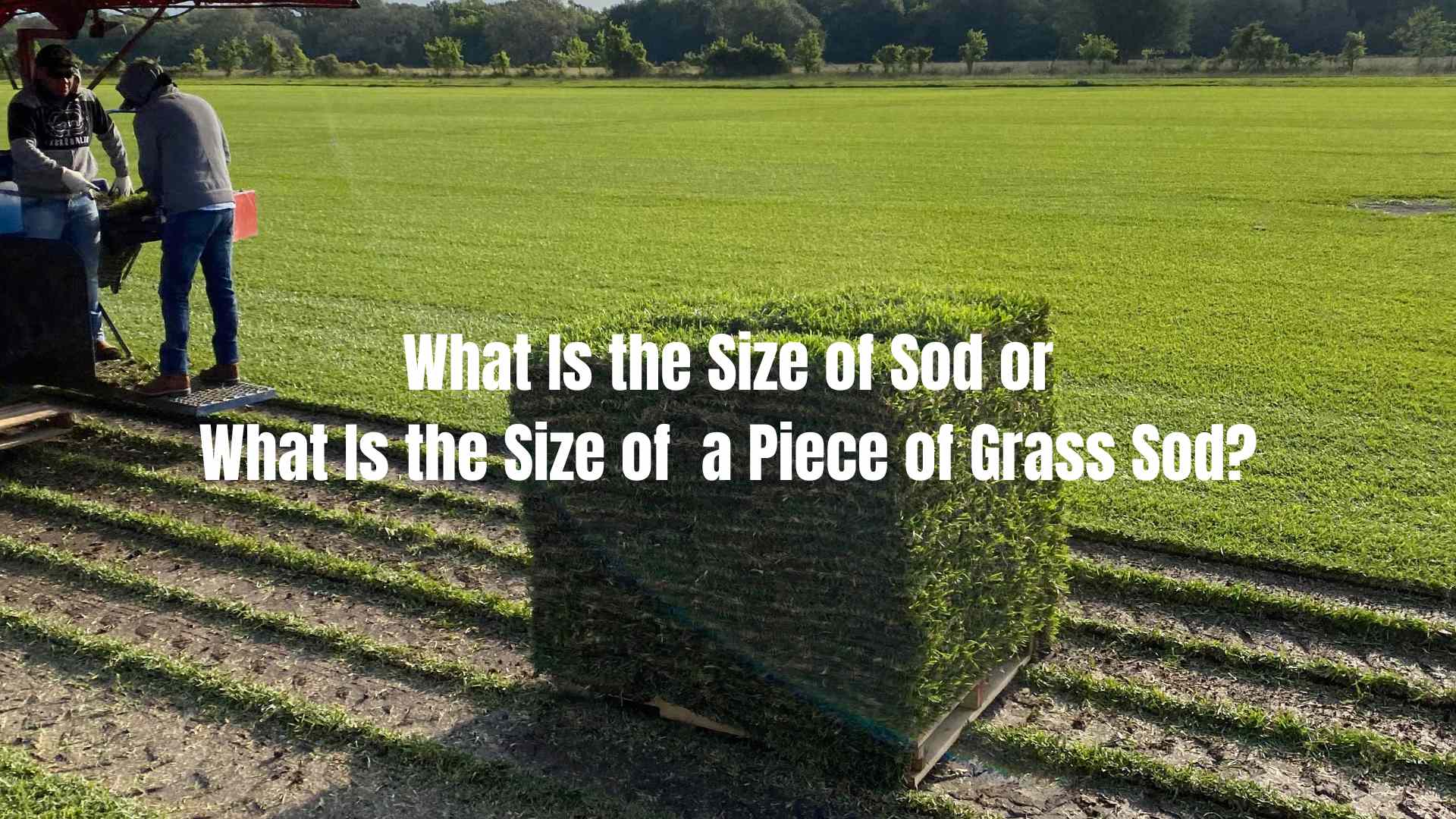 What Is the Size of Sod or What Is the Size of a Piece of Grass Sod