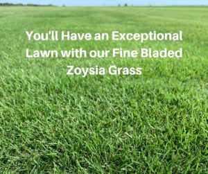 You'll Have an Exceptional Lawn with our Emerald Zoysia Grass