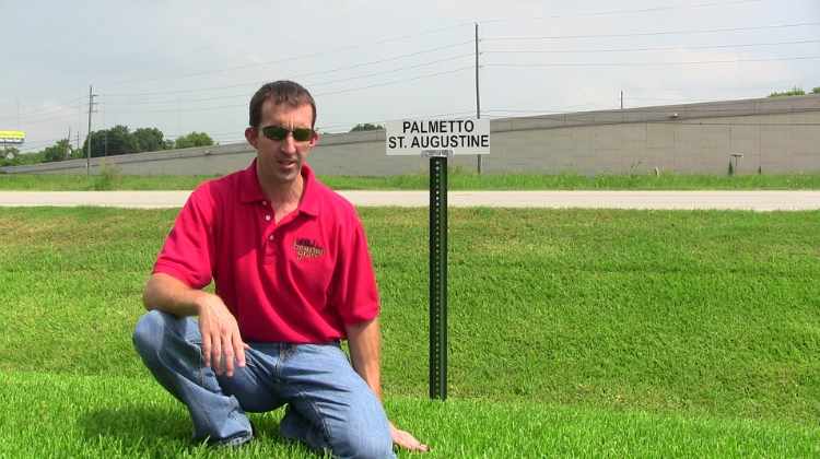 Gray Leaf Spot Can Attack Palmetto St. Augustine Grass
