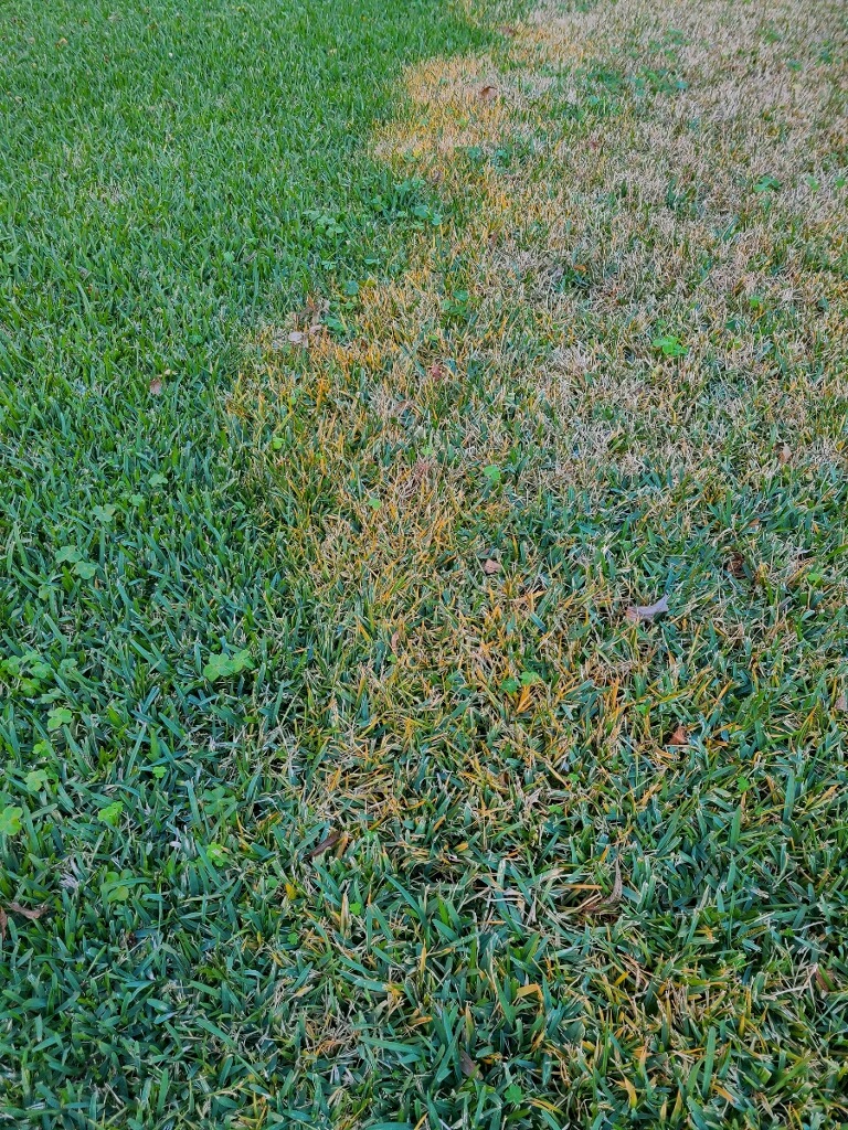 Brown Patch Treatment Prevents Damage to Your Houston Lawn