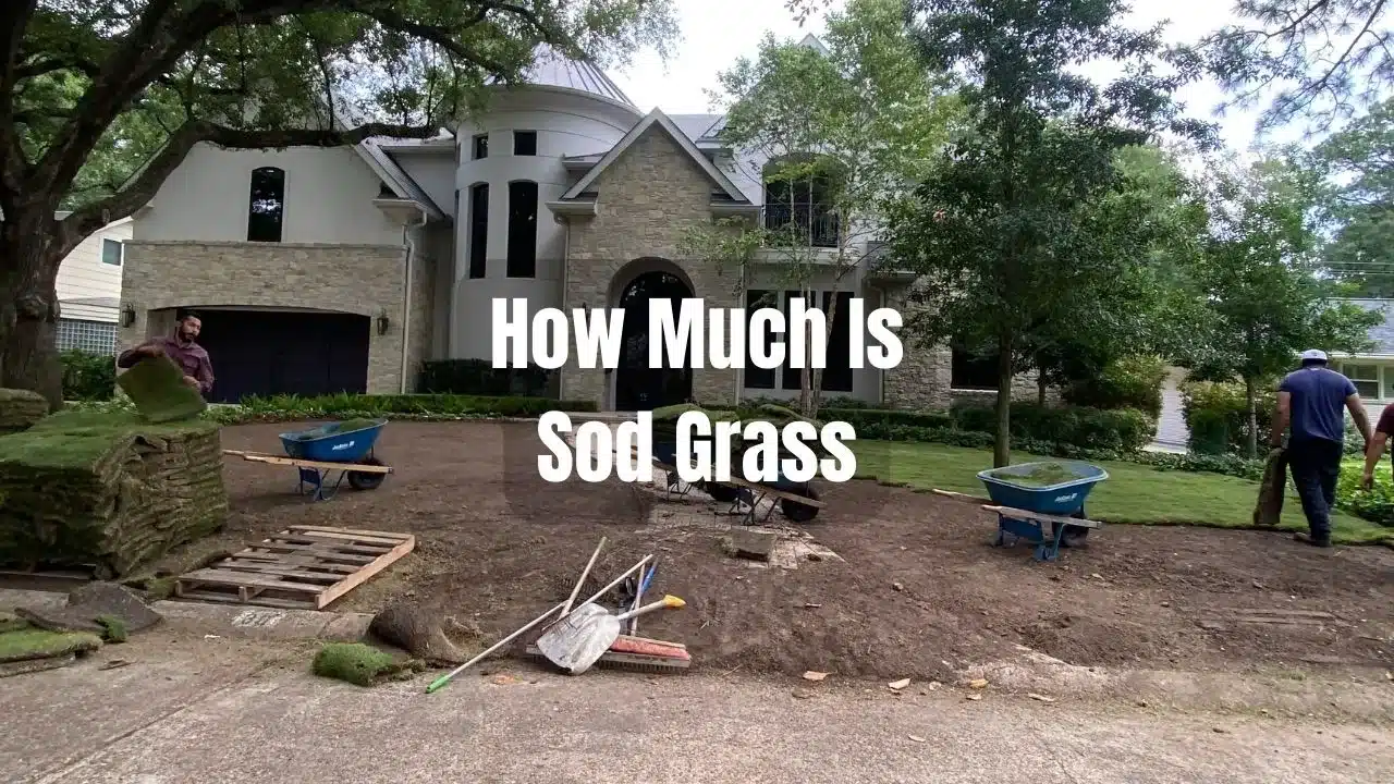How Much Is Sod Grass