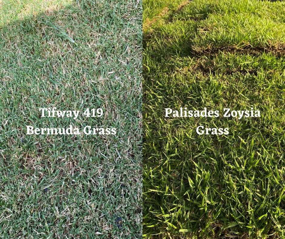 Should You Pick Bermuda Grass Or Zoysia Grass Sod Houston Grass