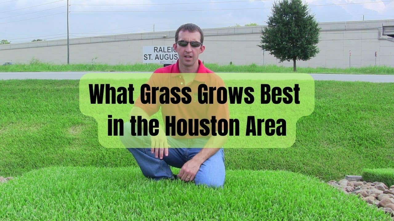 What Grass Grows Best in the Houston Area