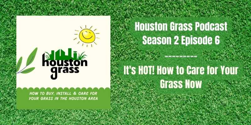 How to Care for Grass in Houston's Heat